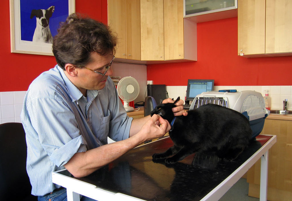 Необходимые прививки для собак и кошек перед выездом за границу